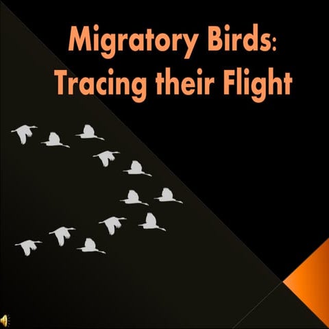 Migratory-Birds.pptx