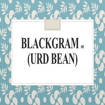 black gram 