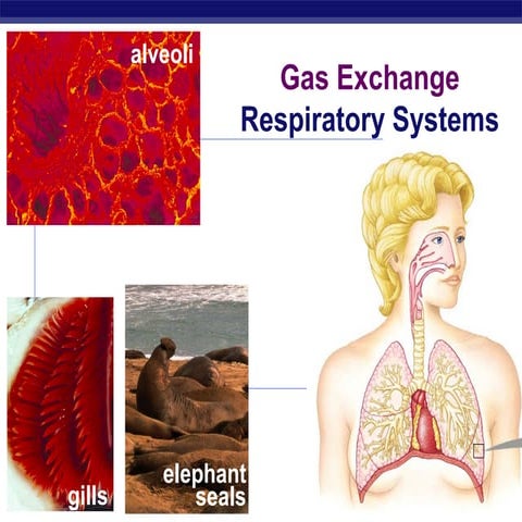 43 ch44gasexchange2008