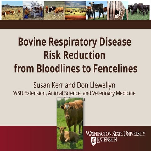 Bovine Respiratory Disease Risk Reduction .ppt
