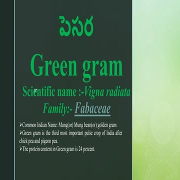 Green gram