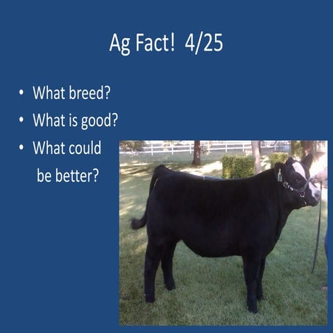 Steps to judging sheep, Live stock judging | PDF