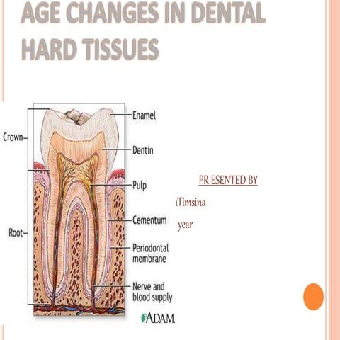  age change in dental hard tissue