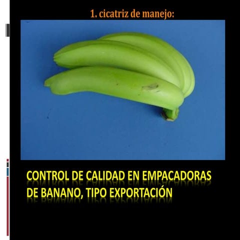 486462981-Defectos-Fruta-Banano-1.pdfaksjsjssj