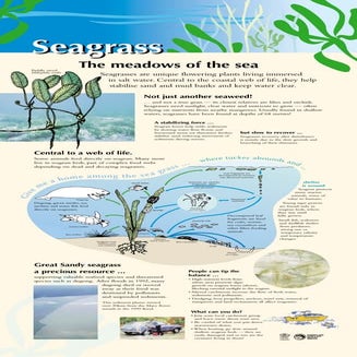 Coast Seagrass