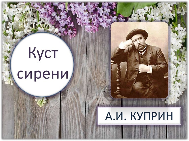 Рисунок к рассказу куст сирени