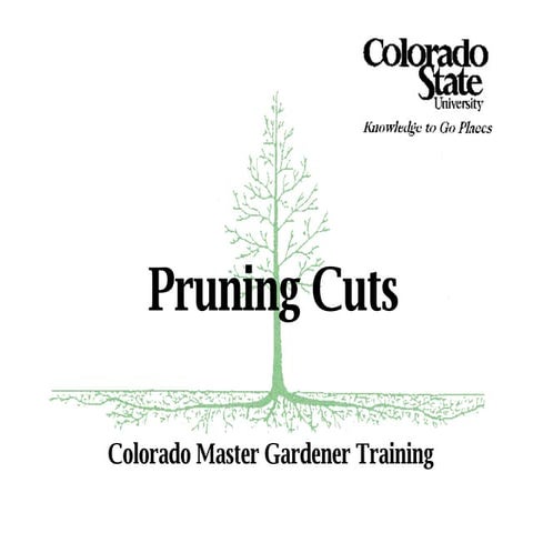 4a Basic Pruning Cuts & Codit