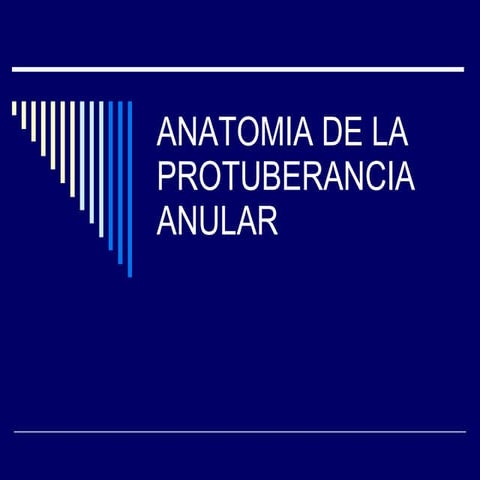 4.Anatomia De La Protuberancia Anular