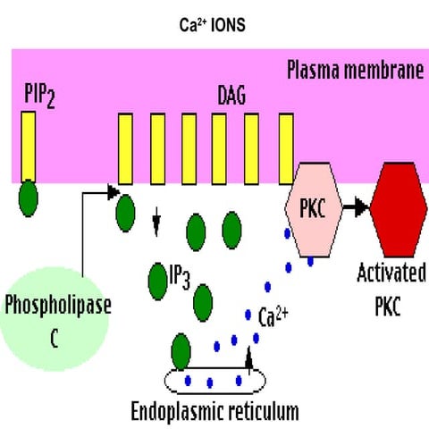 Signal transduction Calcium Signaling | PDF