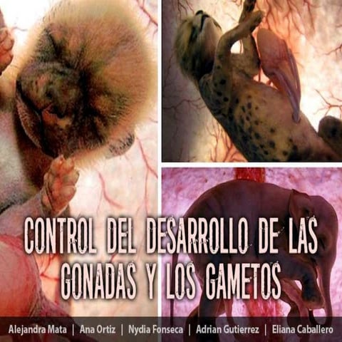 Control y desarrollo de las gonadas y gametos