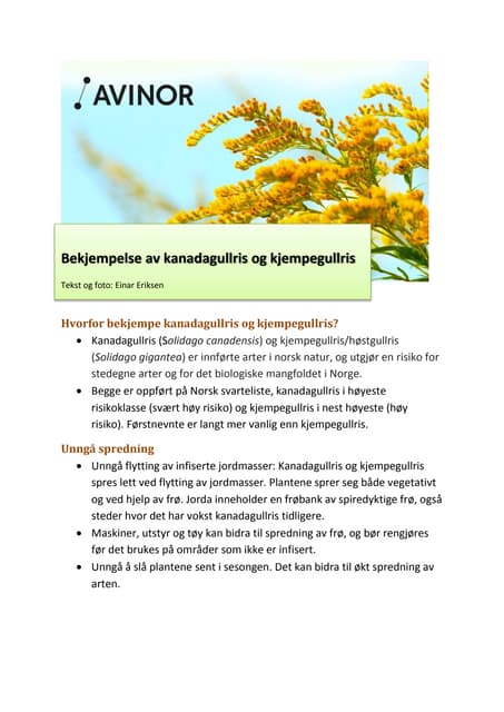 kanadagullris