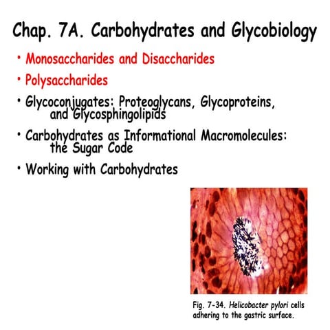 4 Carbohydrates1 s15-miller-chap-7a-lecture.pdf
