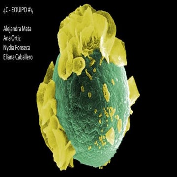 Linfocitos y antigenos