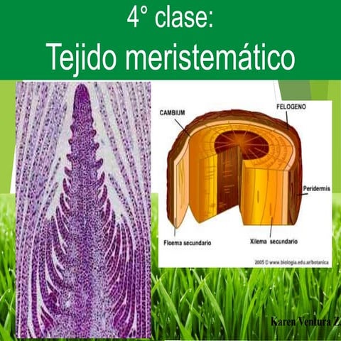 4_ Clase TEJIDO MERISTEMATICO.ppt