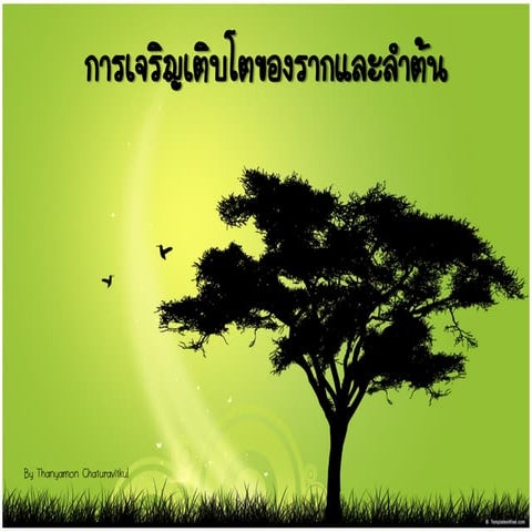 develope of root and stem