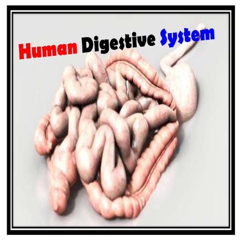 4 digestion ppt   lesson 4