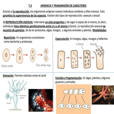 4 eso.t.3.herencia caracteres