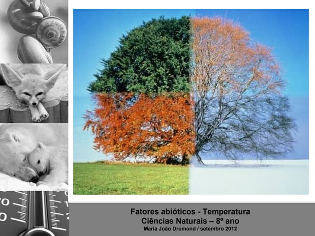 4 fatores abioticos-temperatura