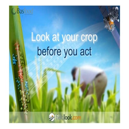 Look into your crop before you act