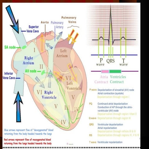 5.Rheumatic heart disease pathology | PPT