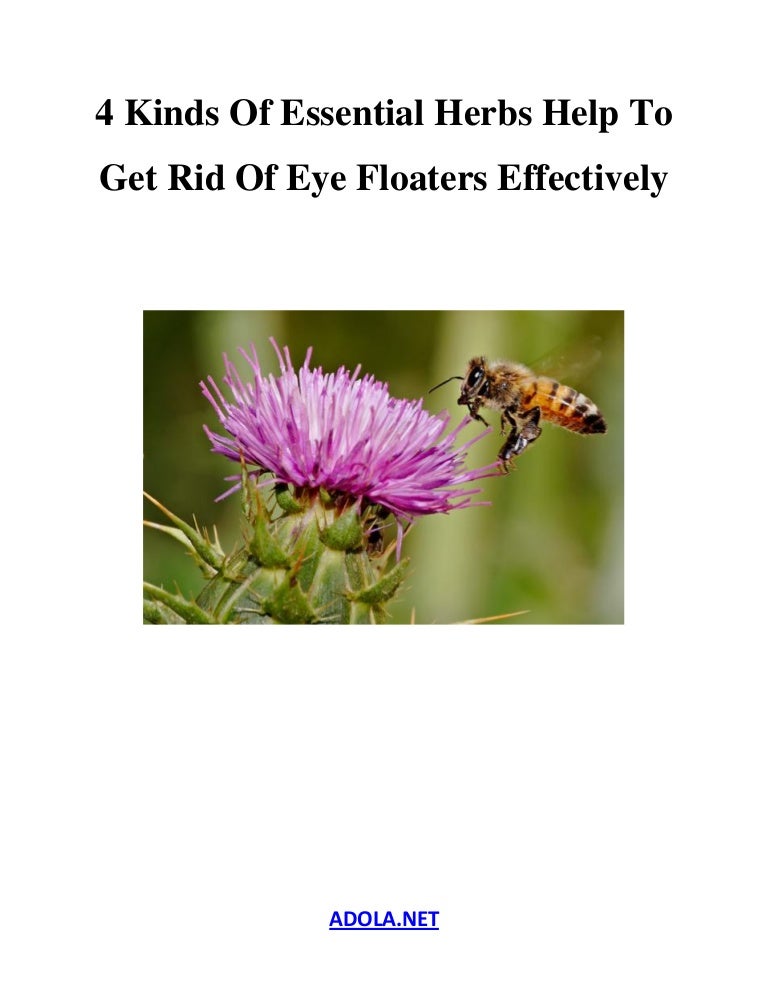4 Kinds Of Essential Herbs Help To Get Rid Of Eye Floaters Effectively