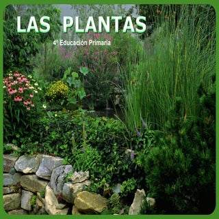 las plantas