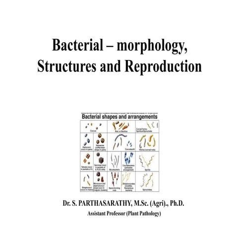 Morphology of bacteria