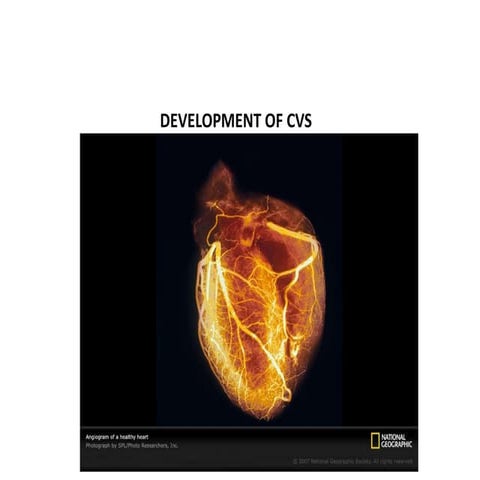 Development of heart cvs anatomy
