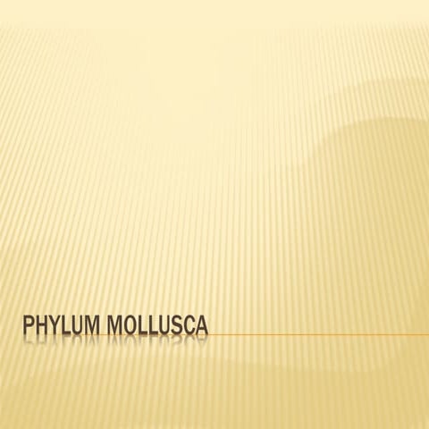 Phylum mollusca