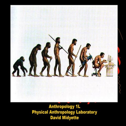 4 primate diversity i 1 l