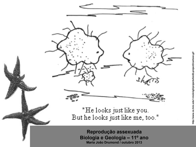 4 reprodução assexuada