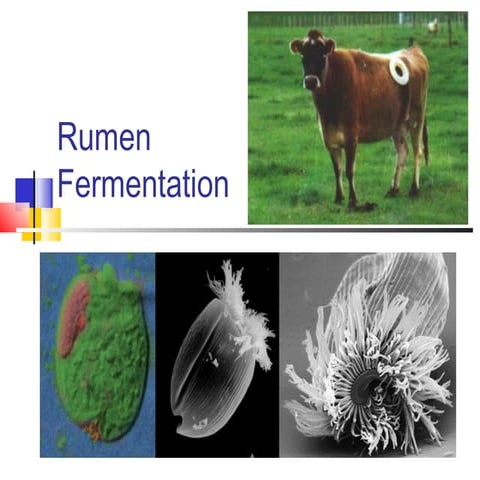 4 rumen fermentation