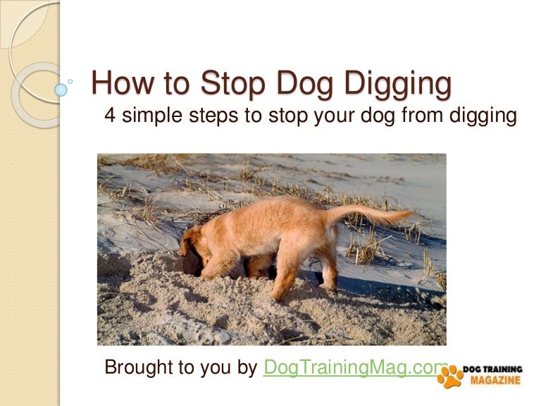 4 Simple Steps To Stop Dog Digging