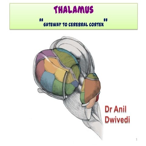 4 thalamus