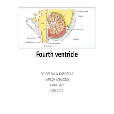 4th  ventricle 21.12.2015.dk.