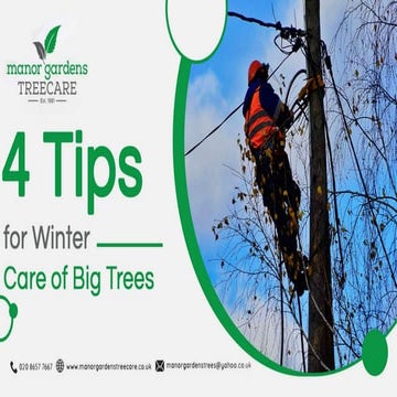 2 Reasons Why Tree Surgeons Tell to Remove a Rotting Tree Stump.pptx