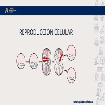 4 U 4 UNIDAD Reproduccion celular ppt.pptx