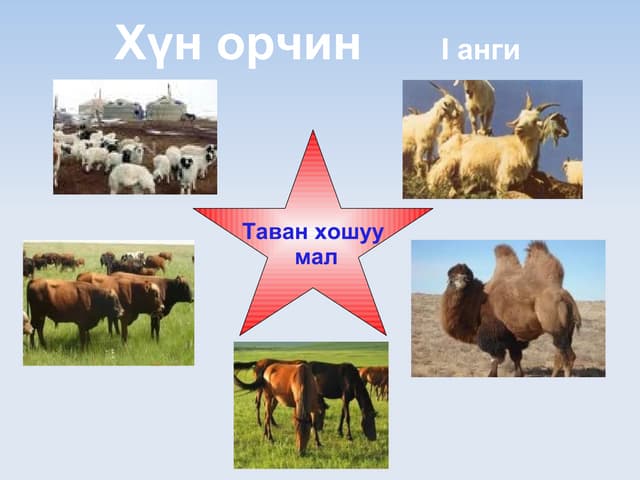 таван хошуу мал