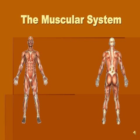 5. muscular physiology