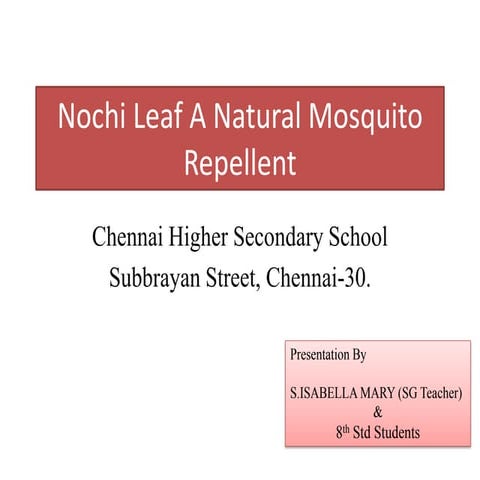 Chennai Hr Sec School "Nochi Leaf A Natural Mosquito Repellent"