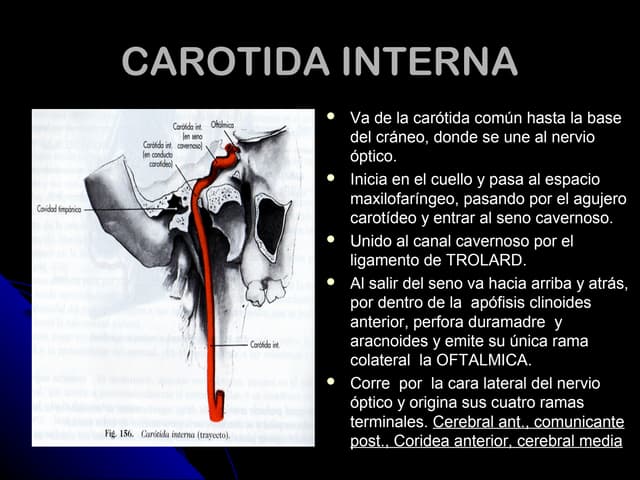 5. arteria carotida int.