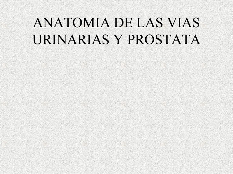 cálculos en la próstata y la vejiga xx 2 cálculos en la próstata y la vejiga xx 2