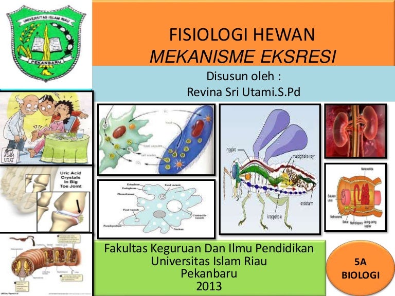 Download 73 Koleksi Gambar Ginjal Nefridia Paling Bagus 