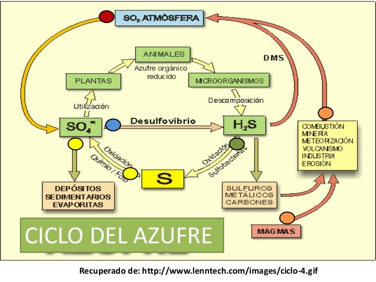 CICLO DEL AZUFRE