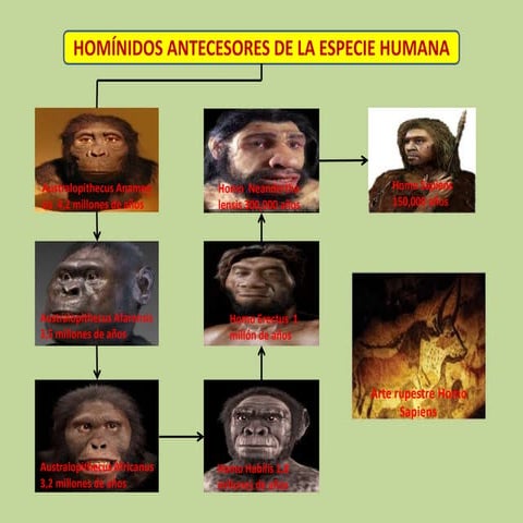 5. Homínidos antecesores de la especie humana