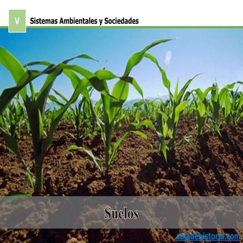 Suelos