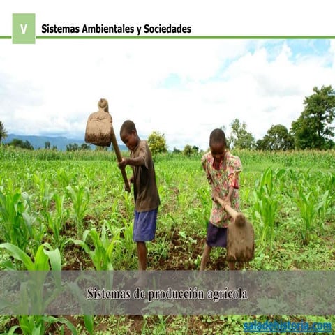 Sistemas de producción agrícola