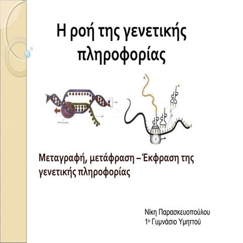 Η ροή της γενετικής πληροφορίας - μεταγραφή & μετάφραση 