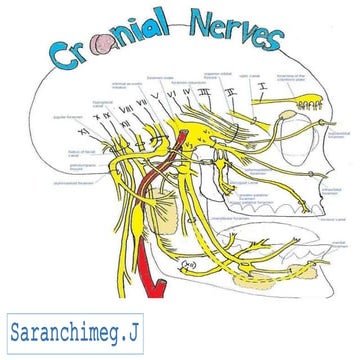 12 хос мэдрэл