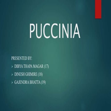 Puccinia ppt